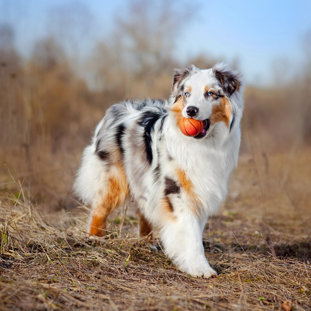 Dog Poop Pickup in Oceola Michigan